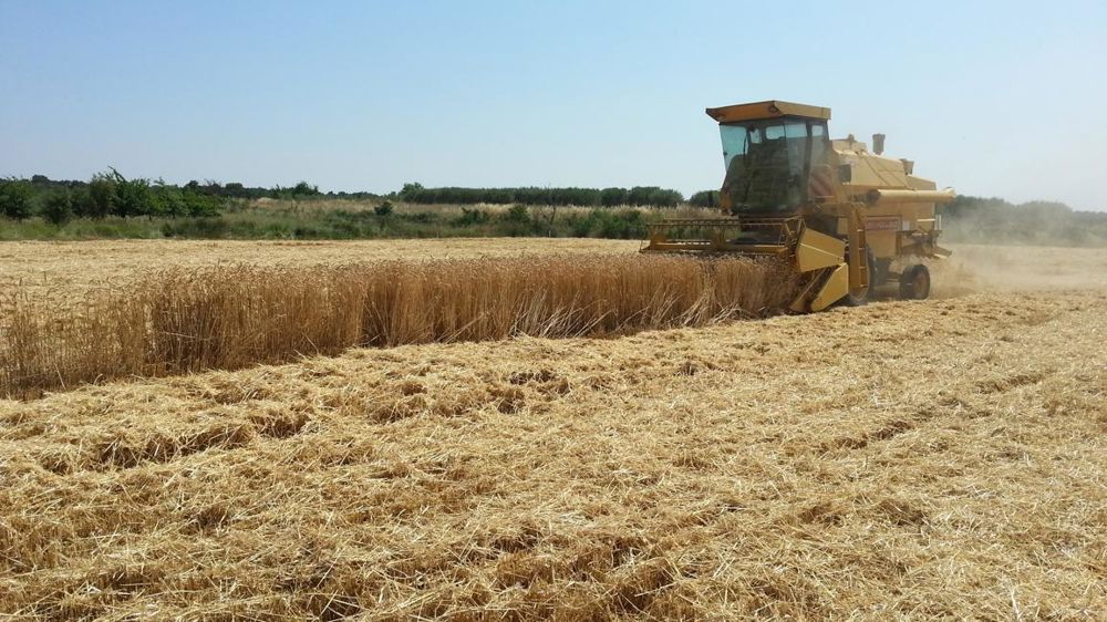 Une dizaine de producteurs de l’association apportent leur blé au Moulin de Sauret. Moulin de Sauret